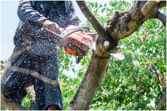 tree services Cohassett Beach